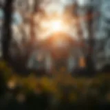 Visual representation of the FHA203 loan benefits